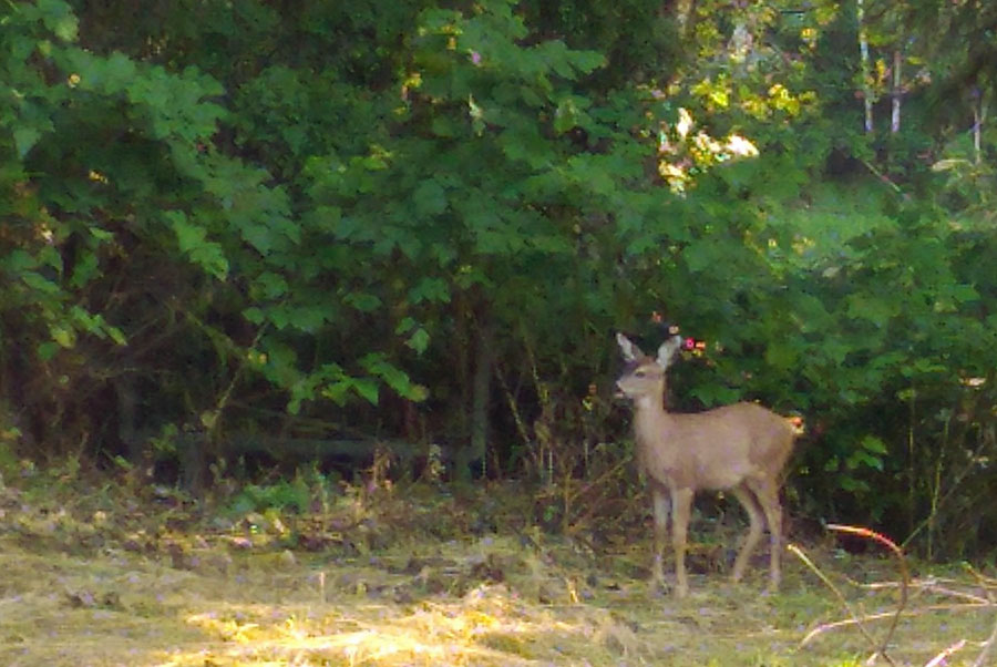 A whitetail deer pausing at the sunlit forest edge of the yard