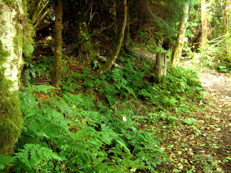 Ferns crowding a soft forest trail between mossy trunks