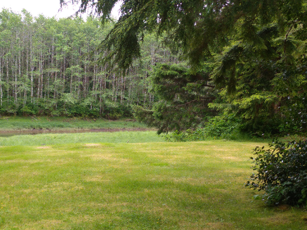 The green yard at Kingfisher Cabins running down to the Chown River, alder and cedar forest on the far bank