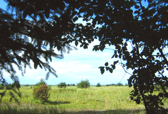 A view through dark spruce boughs across the wild strawberry meadows toward the sea